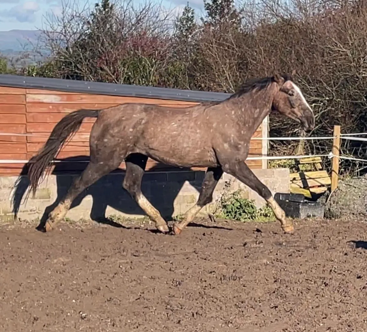 Rising 3 year old gelding - Image 3