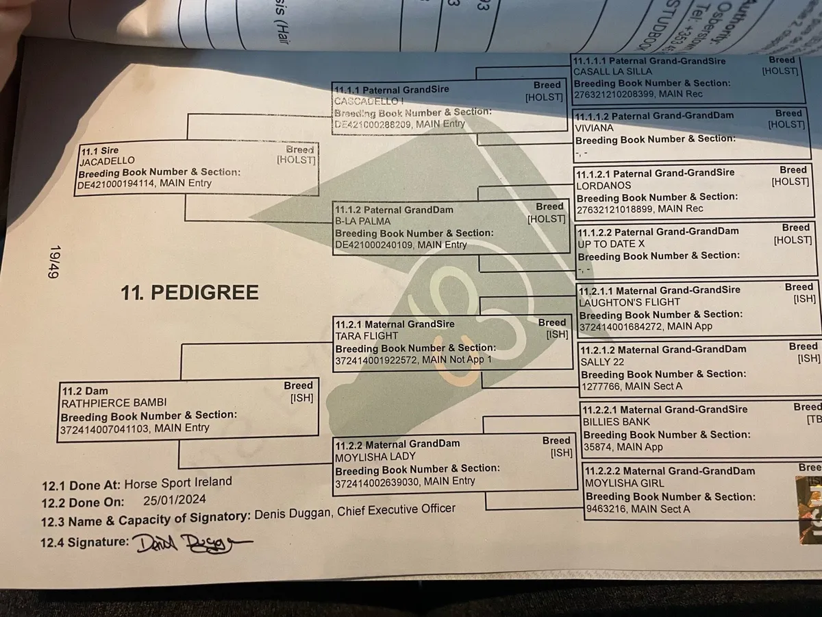 Rising 3 year old gelding - Image 4