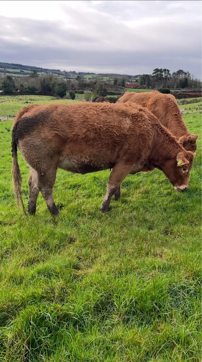 6 smashing springers going Ennis Mart 2nd December - Image 1