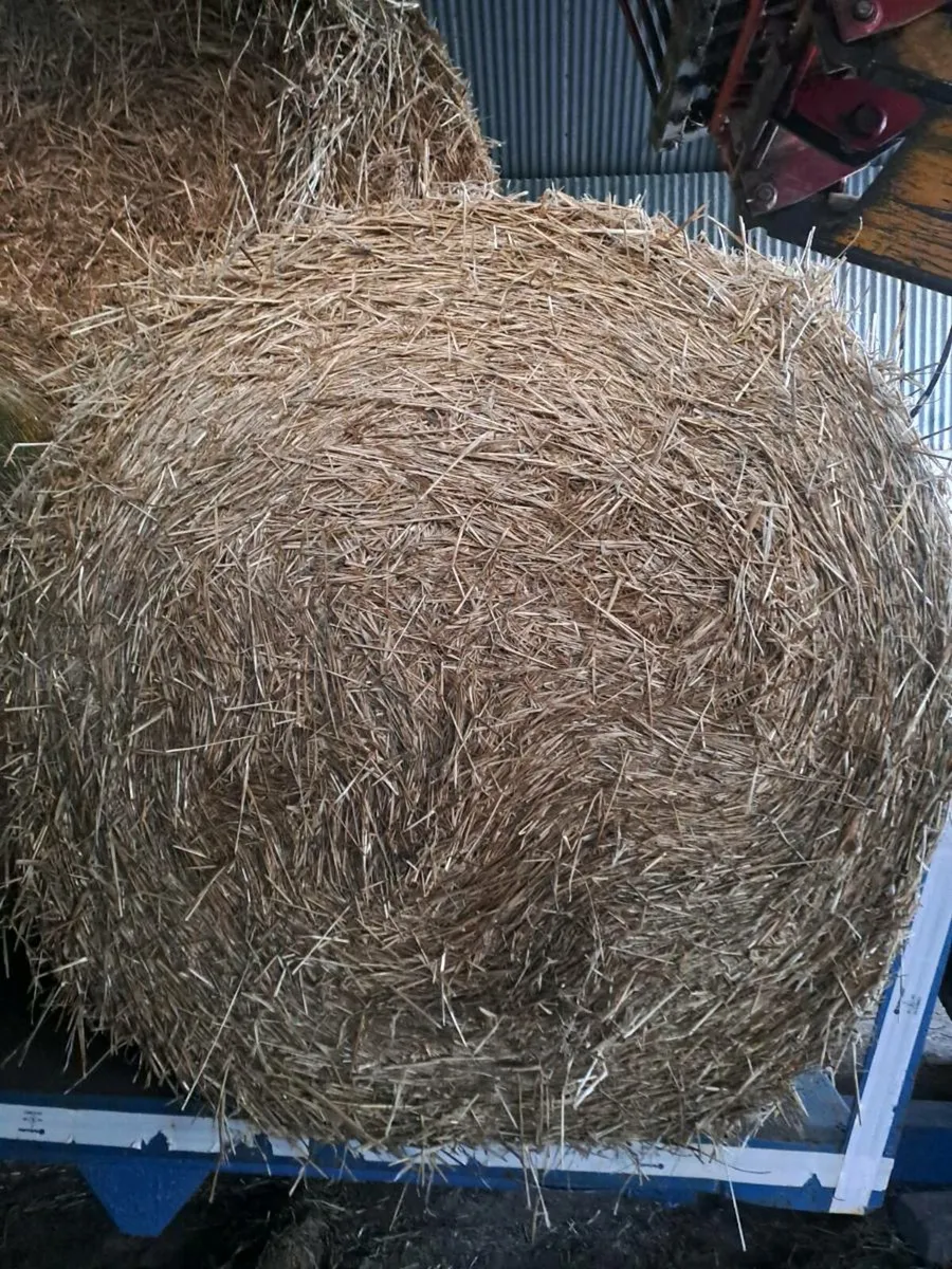 Spring barley straw - Image 1