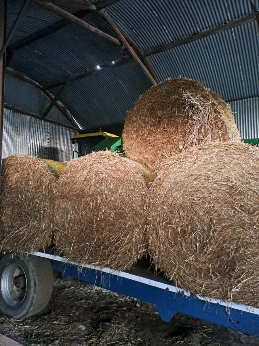 Spring barley straw - Image 2
