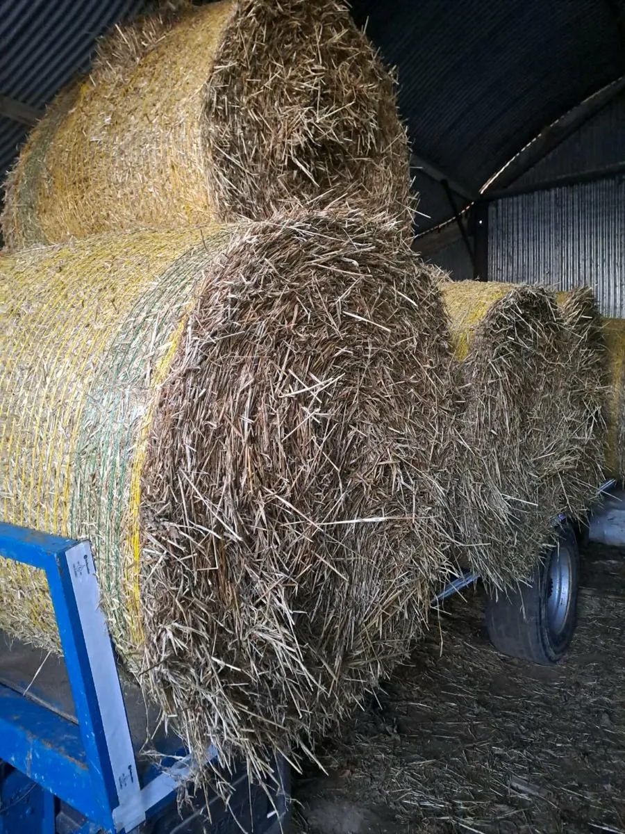 Spring barley straw - Image 3