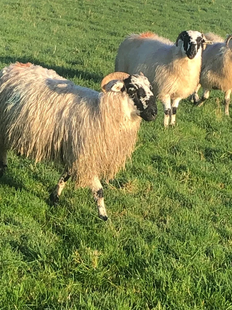 Ewe lambs - Image 1