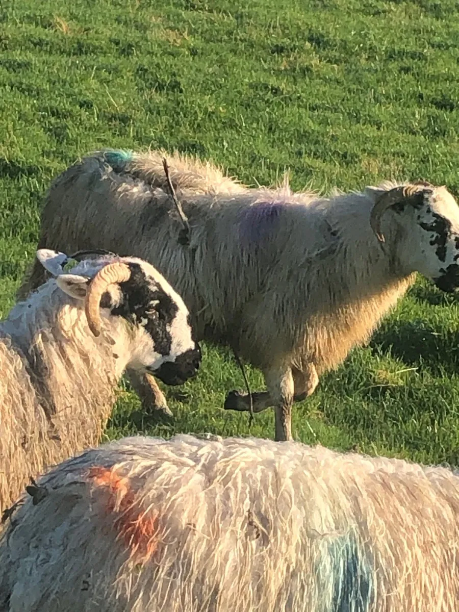 Ewe lambs - Image 4