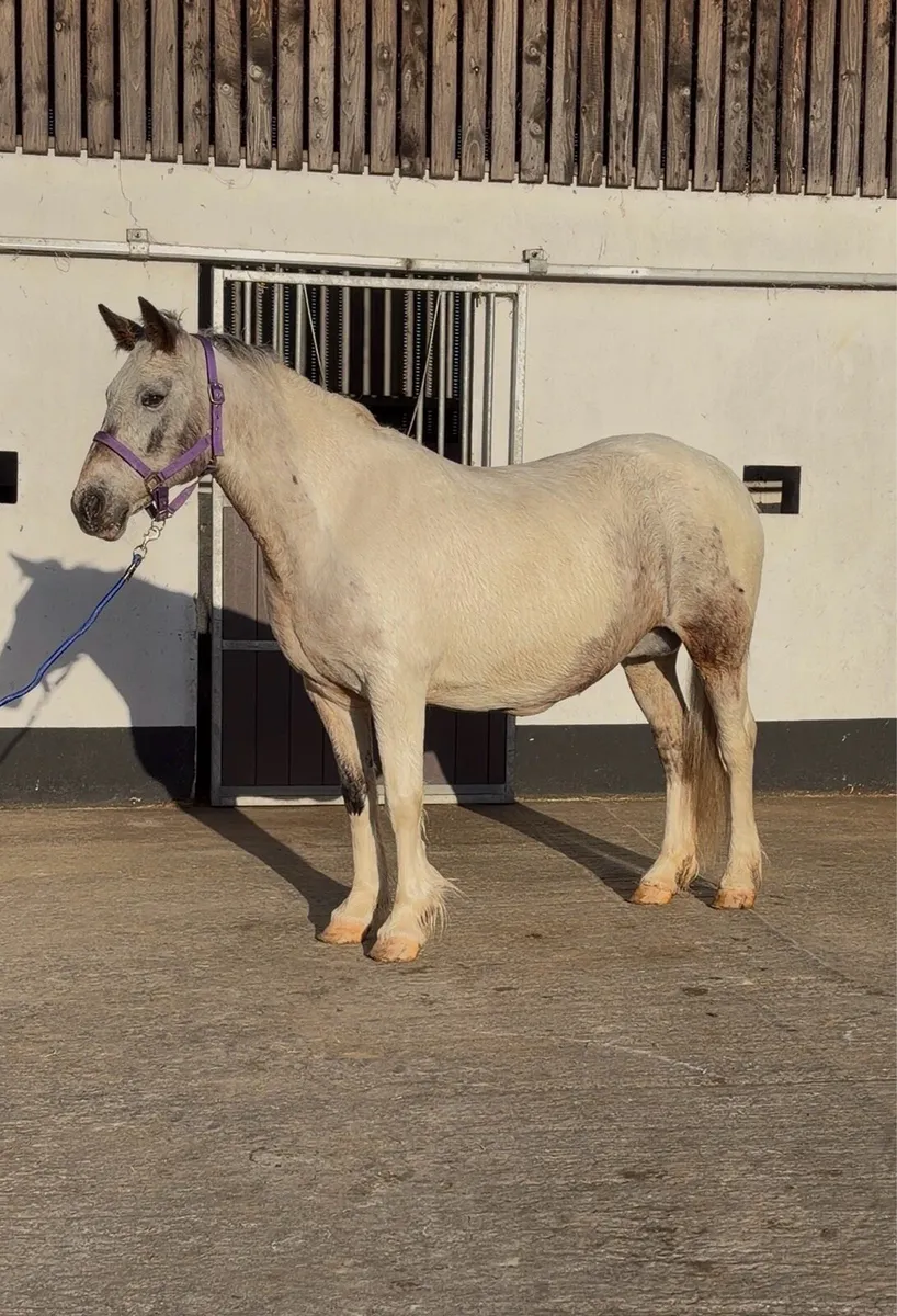 Roan Appaloosa Mare - Image 1