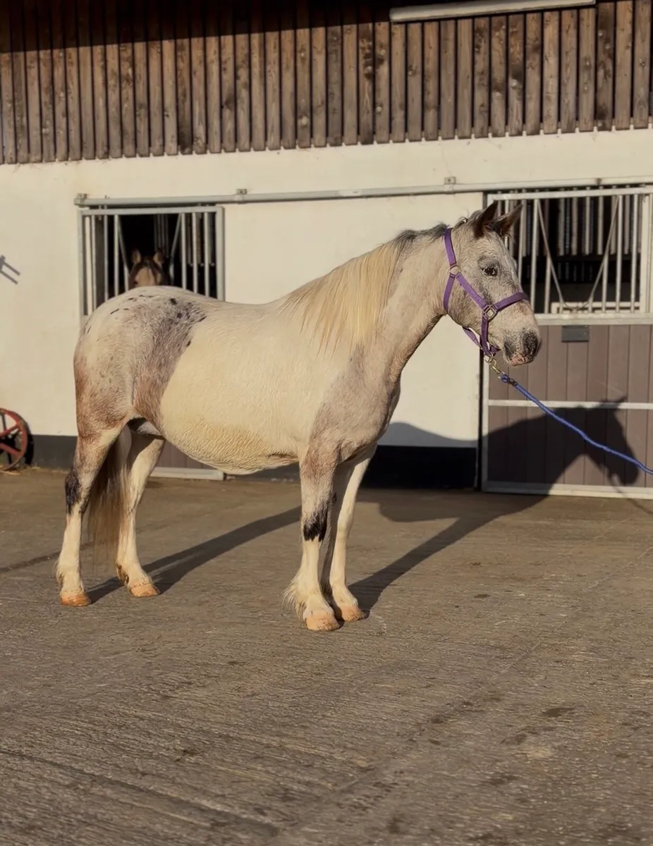 Roan Appaloosa Mare - Image 2