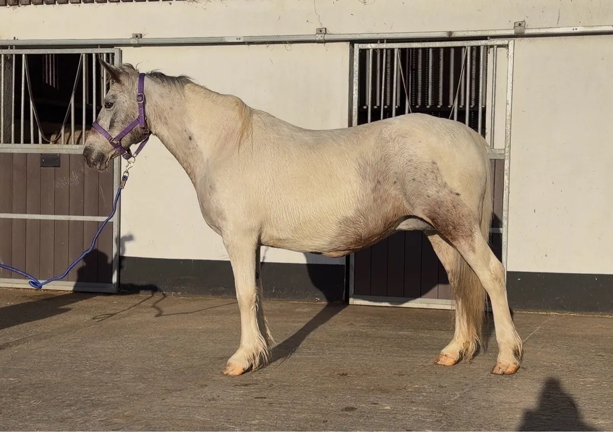 Roan Appaloosa Mare - Image 3