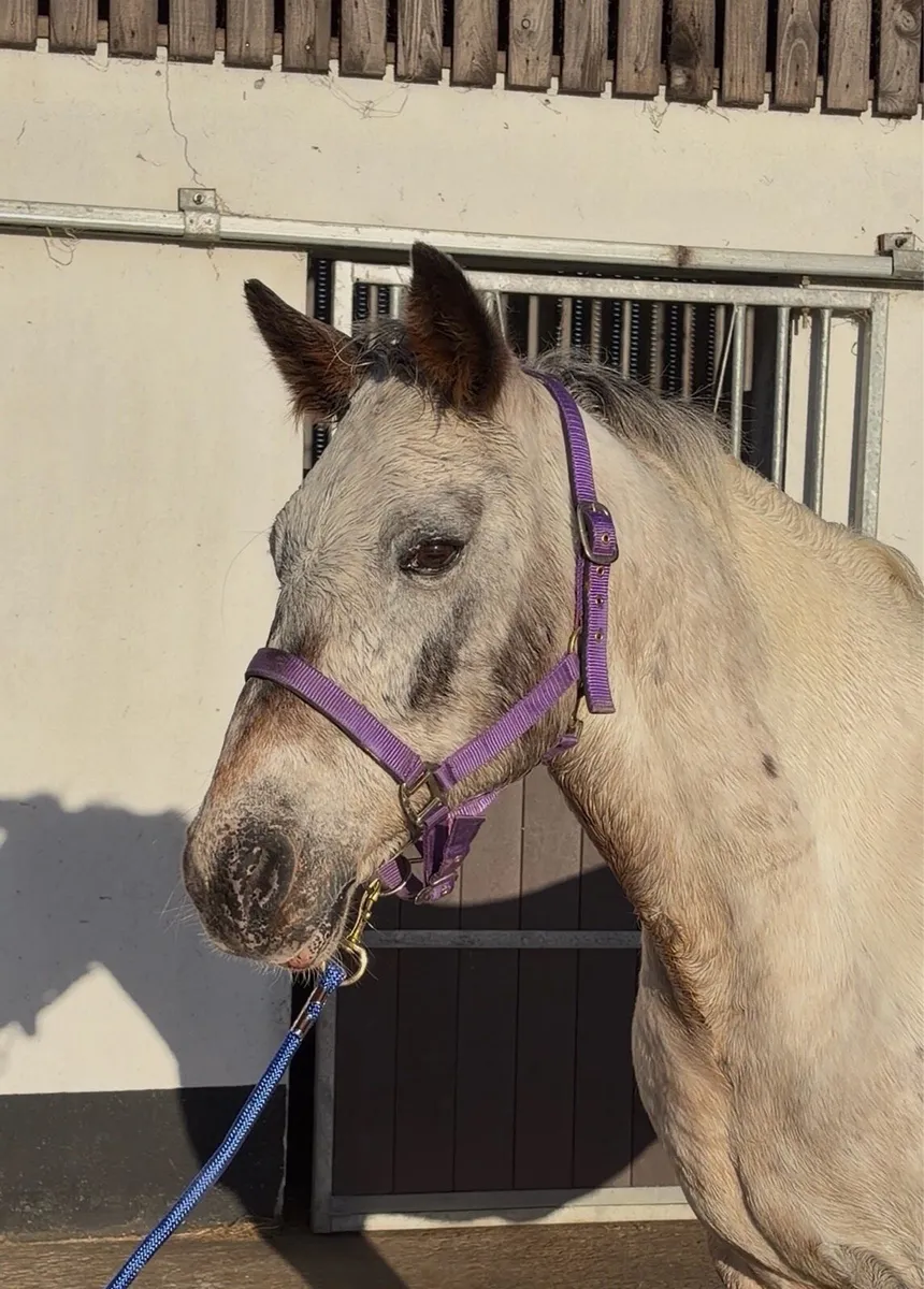 Roan Appaloosa Mare - Image 4