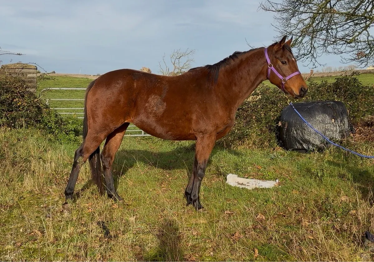 Thoroughbred Mare - Image 1