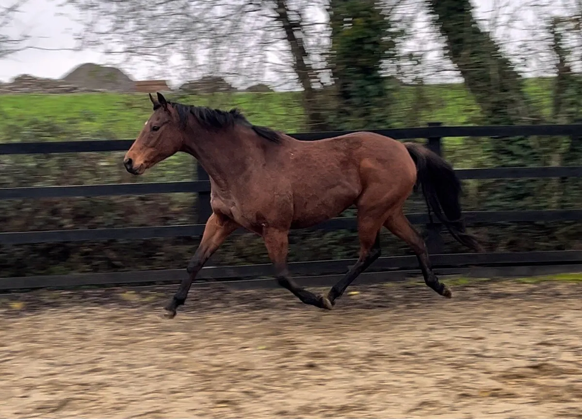 Thoroughbred Mare - Image 2