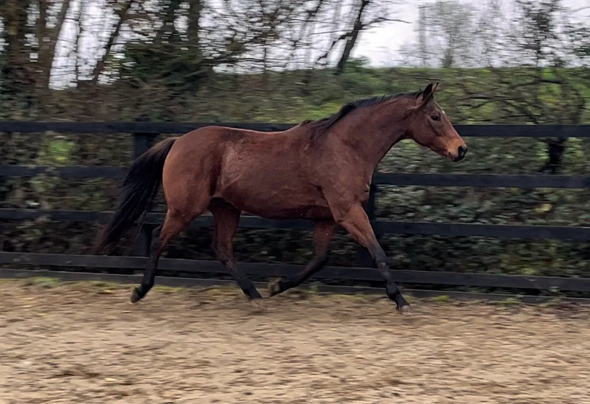 Thoroughbred Mare - Image 3