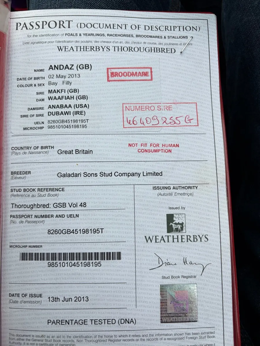 Thoroughbred Mare - Image 4