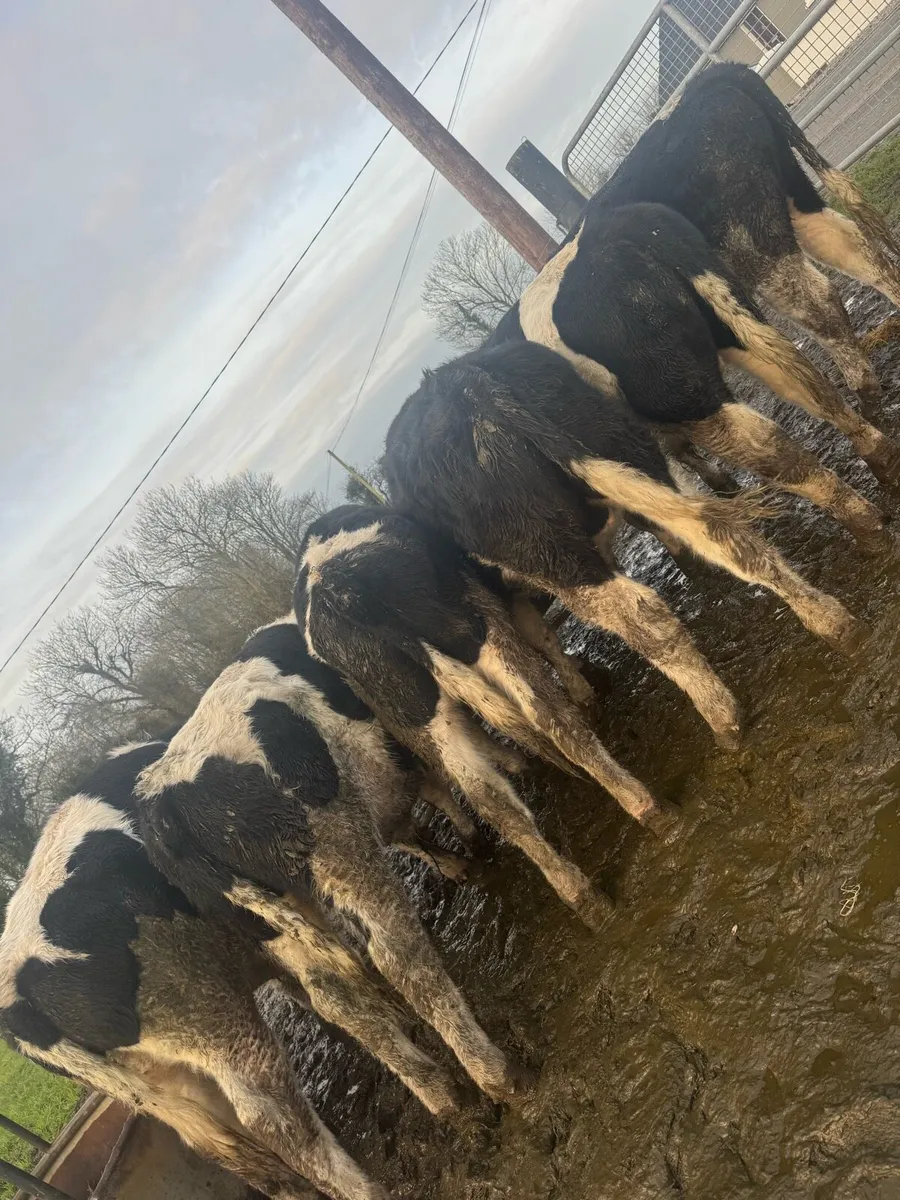 9 British Friesian weanlings - Image 1