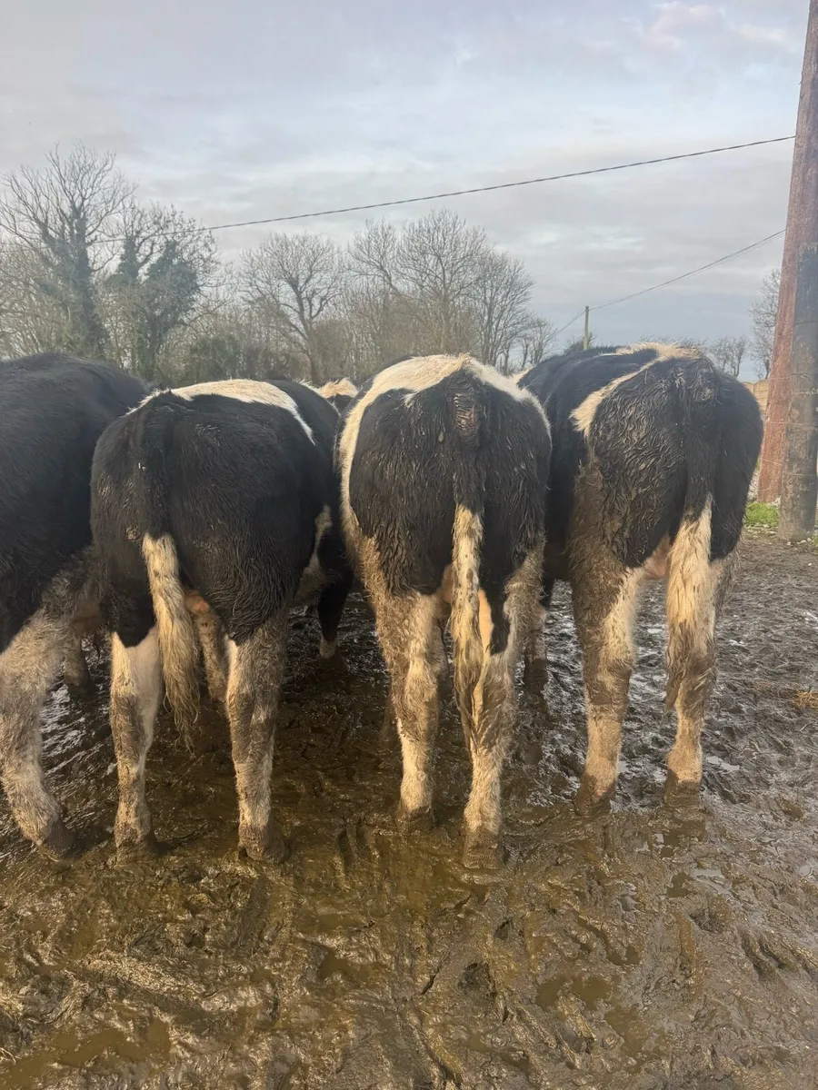 9 British Friesian weanlings - Image 2