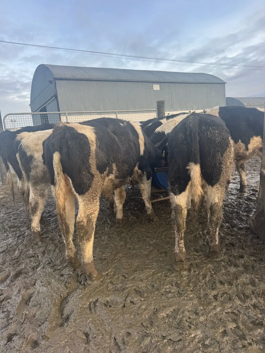 9 British Friesian weanlings - Image 3