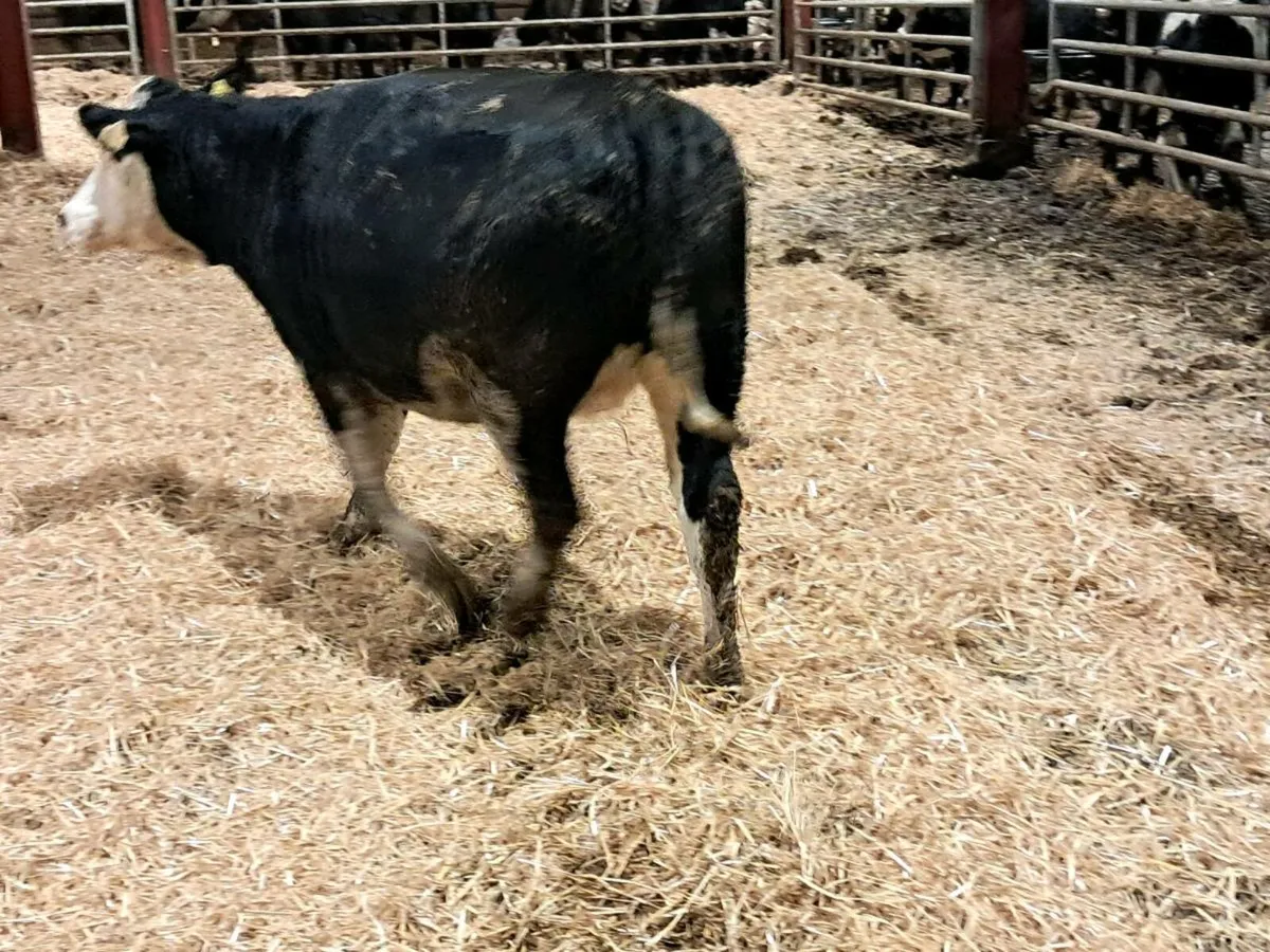 Incalf Heifers - Image 1