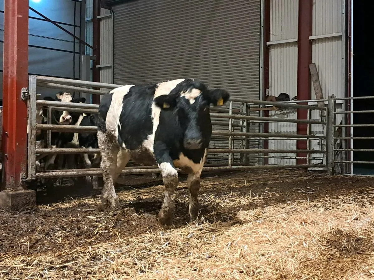 Incalf Heifers - Image 2