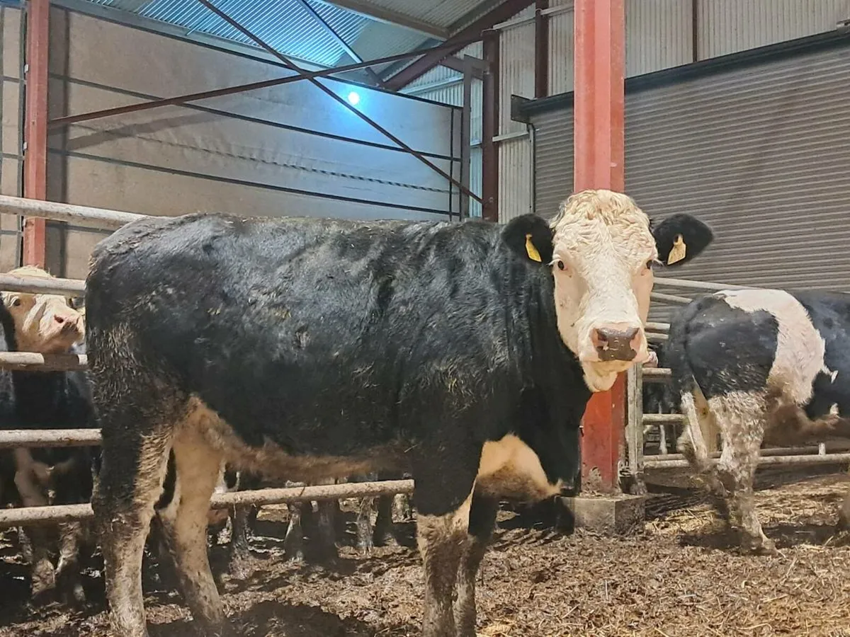 Incalf Heifers - Image 3