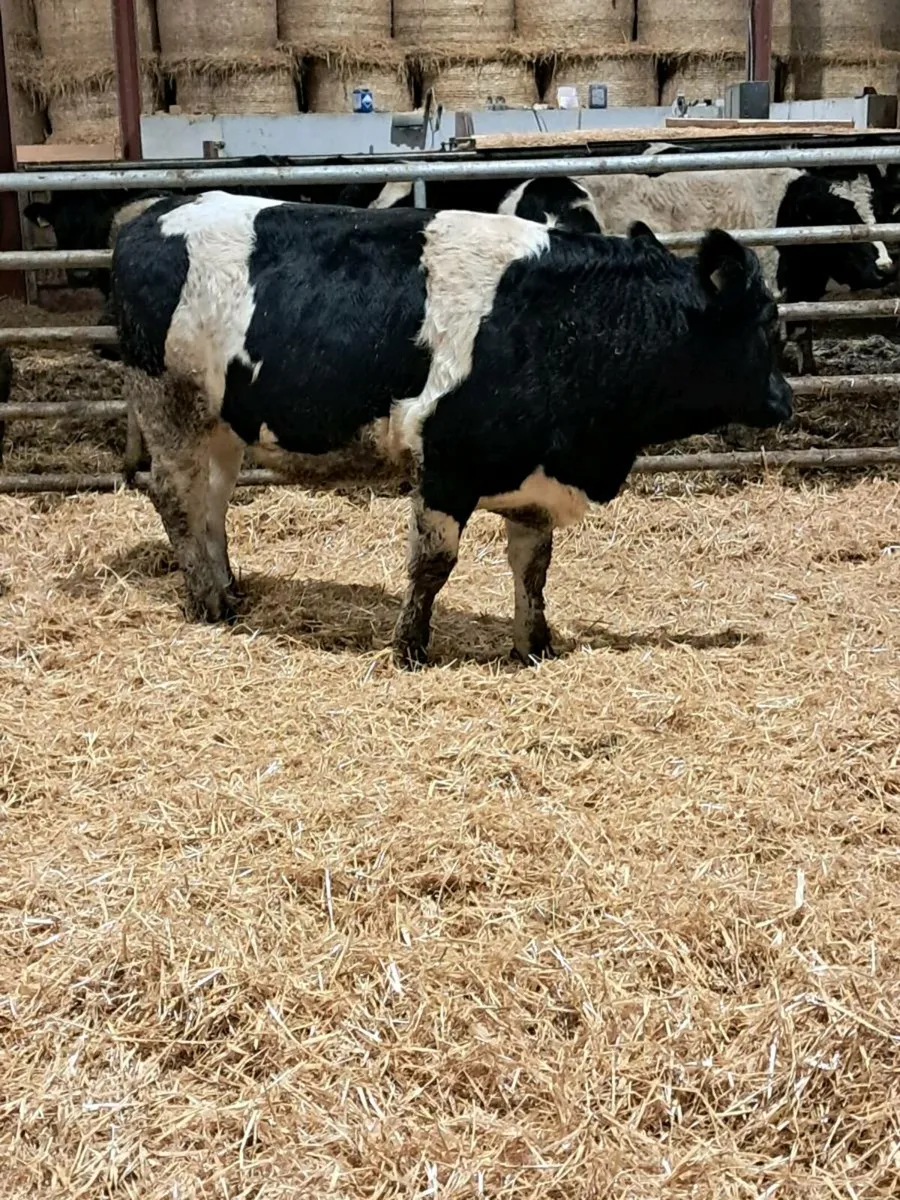 Incalf Heifers - Image 4