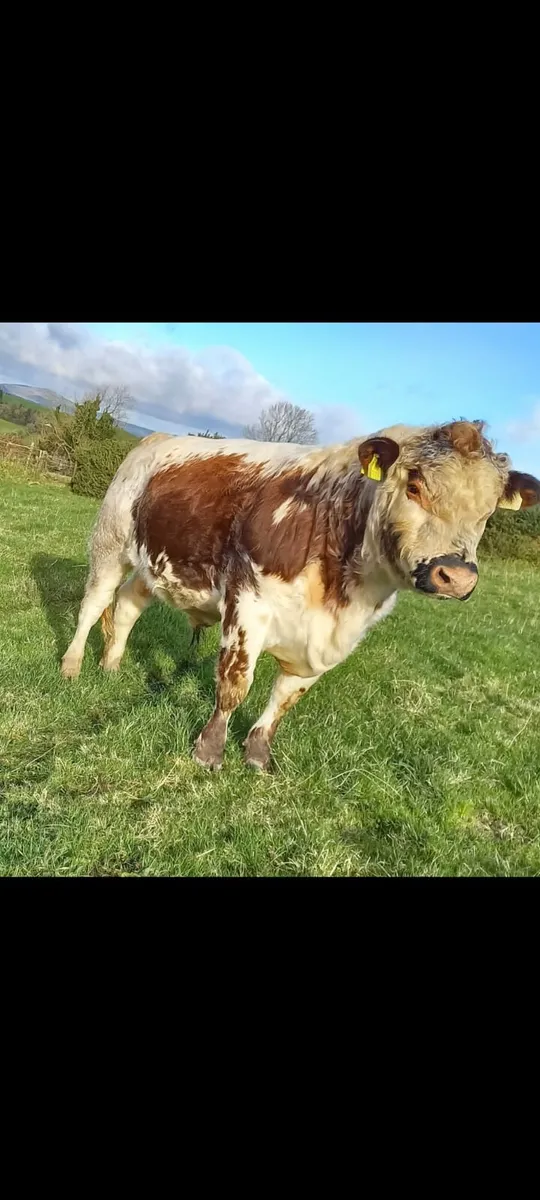 Irish moile bull - Image 1