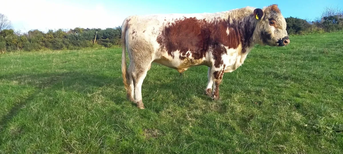 Irish moile bull - Image 2