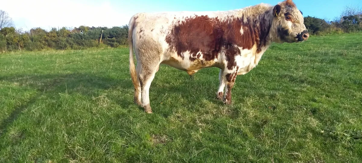 Irish moile bull - Image 3