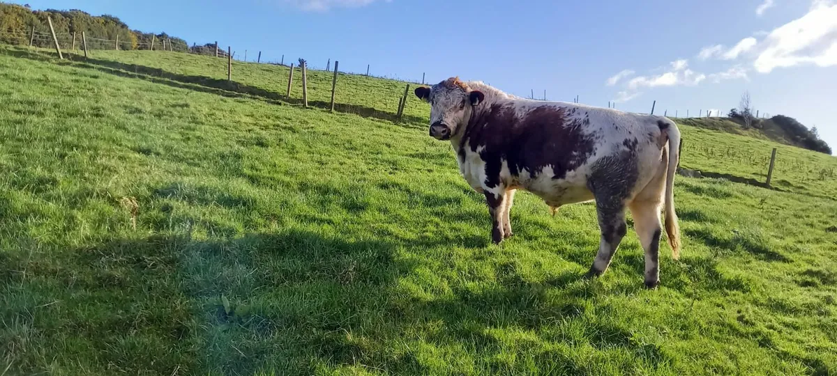 Irish moile bull - Image 4