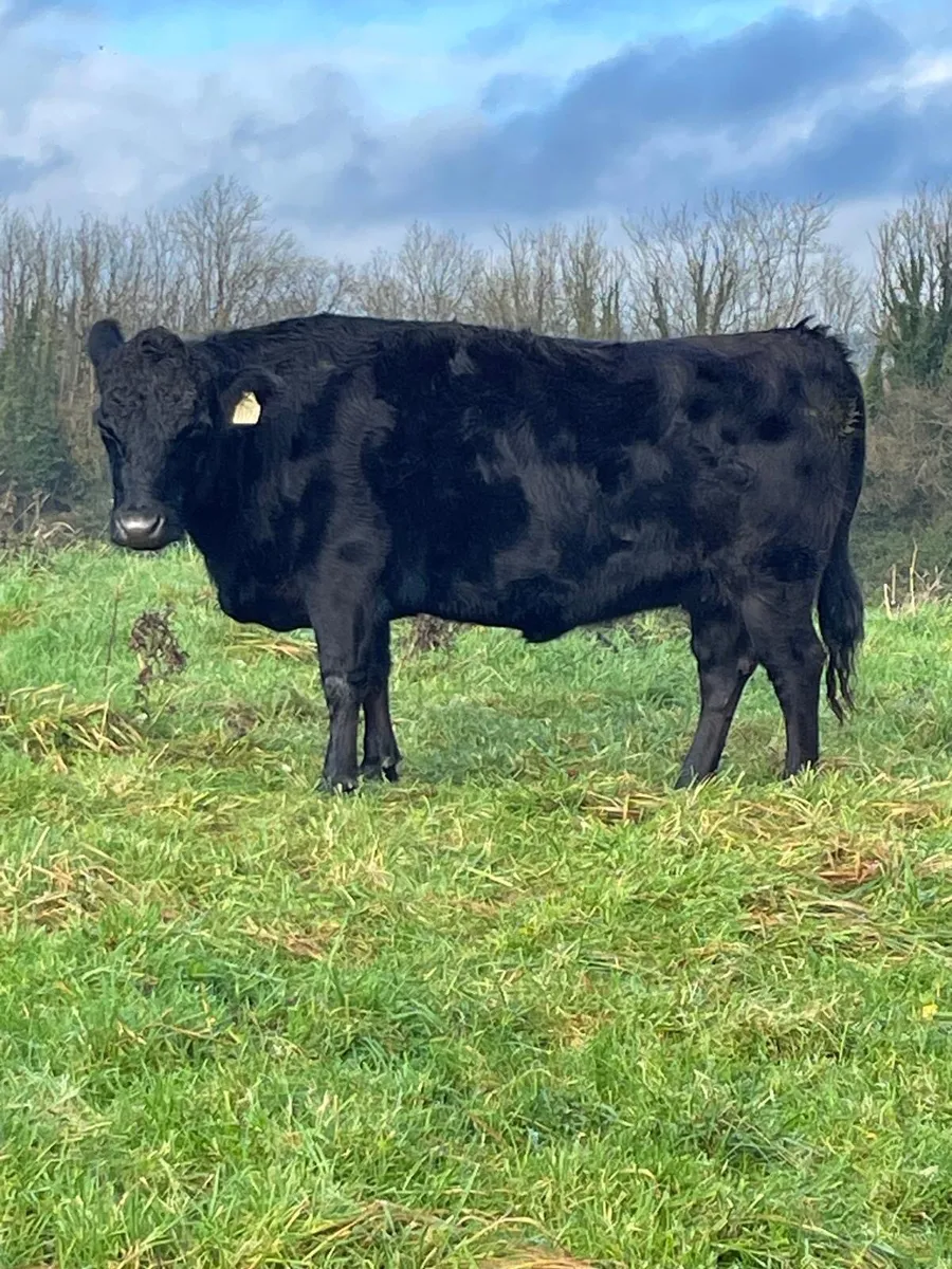 Pedigree dexters - Image 1