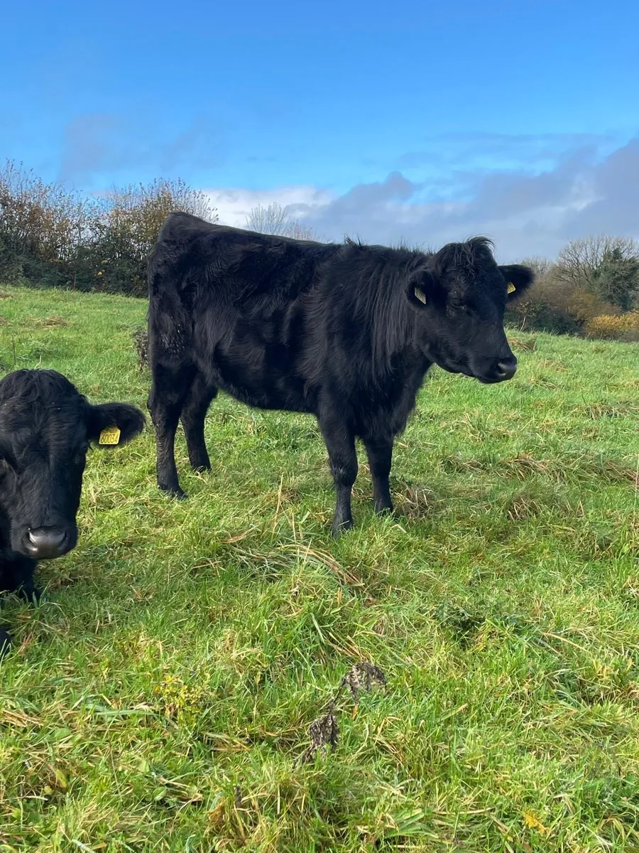 Pedigree dexters - Image 2