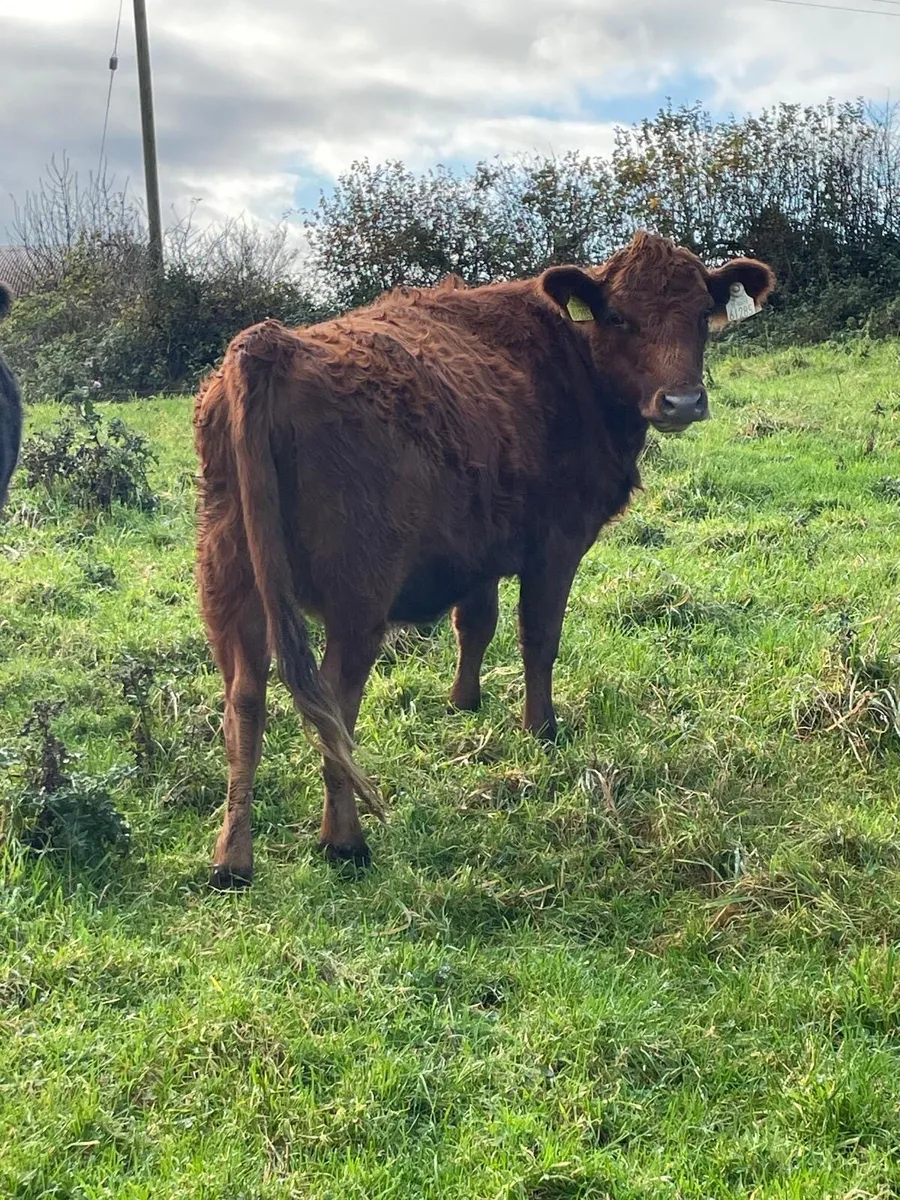 Pedigree dexters - Image 3