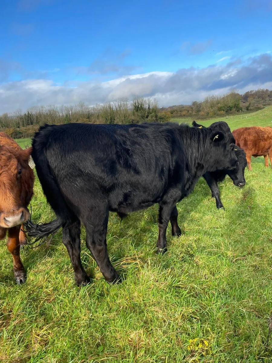 Pedigree dexters - Image 4