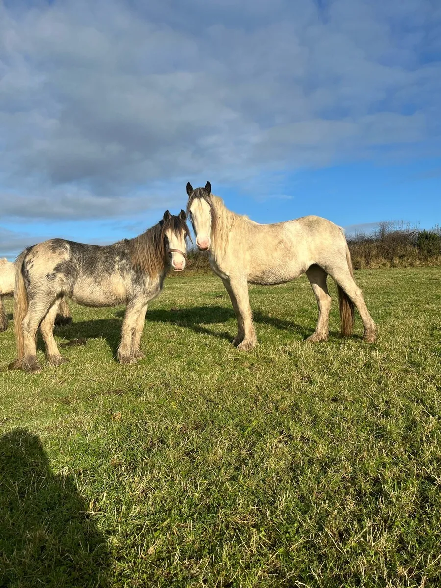 3 year old Filly’s - Image 1