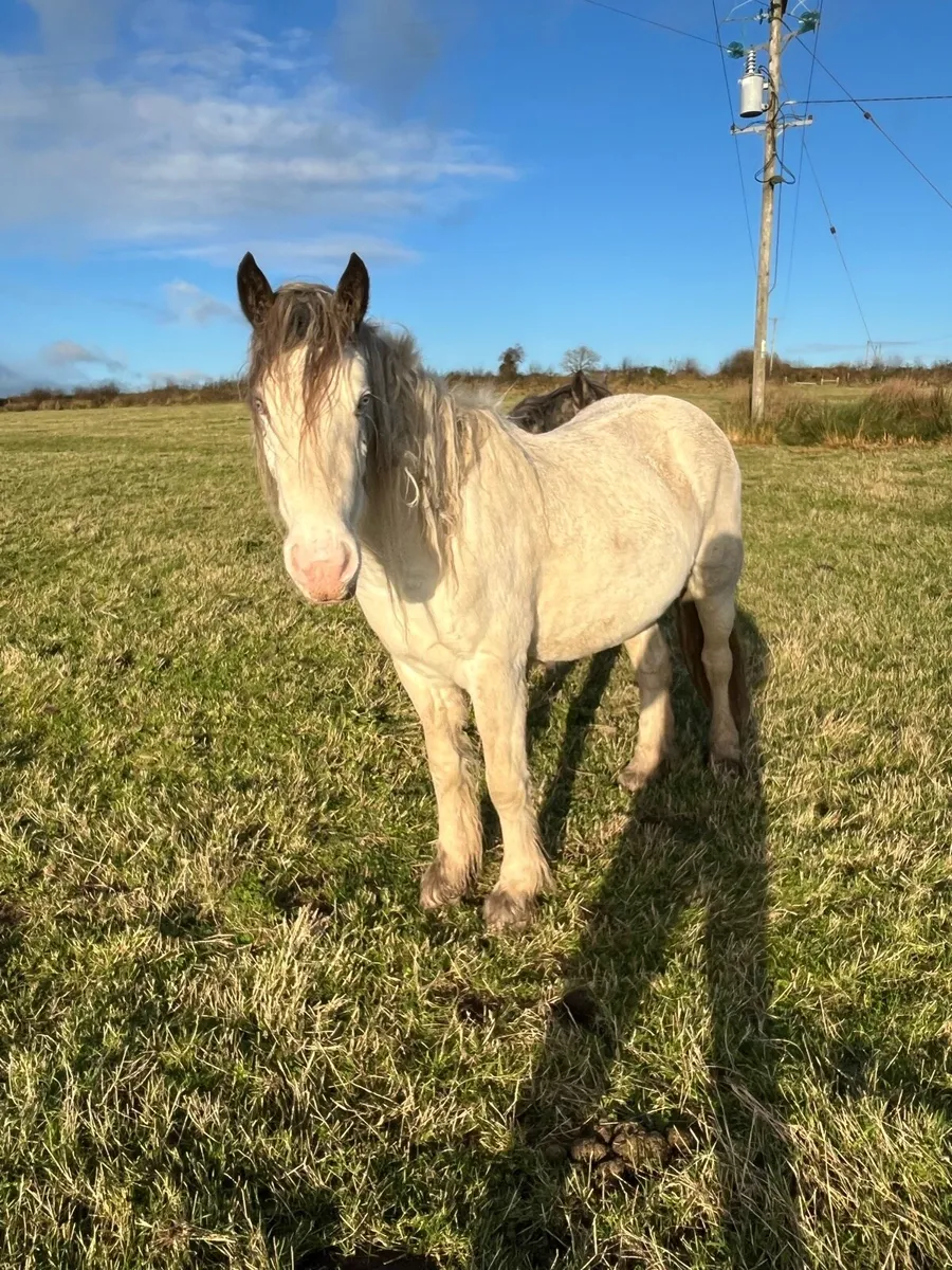 3 year old Filly’s - Image 2