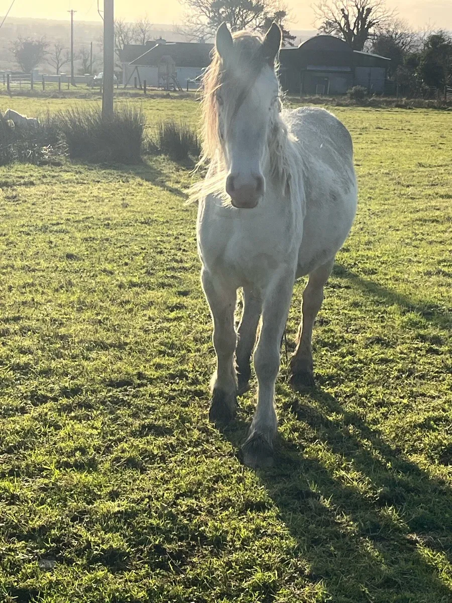 3 year old Filly’s - Image 3