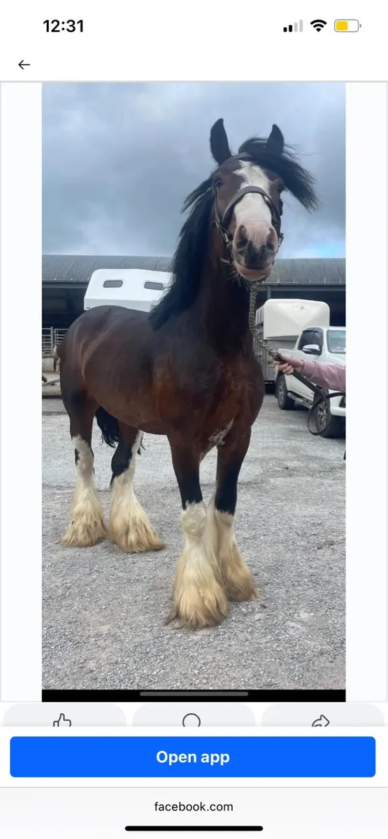 3 year old Filly’s - Image 4