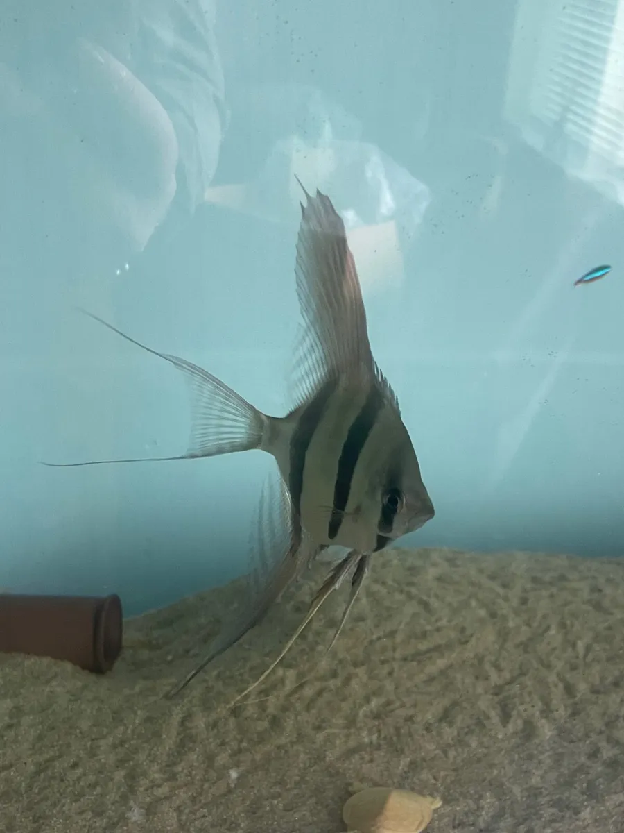 Aquarium fish tank - Image 1