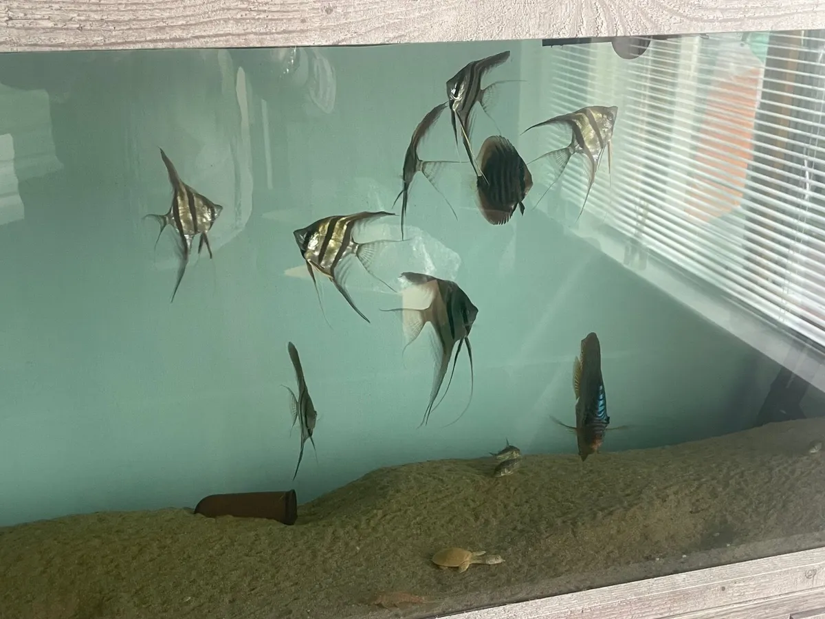 Aquarium fish tank - Image 3