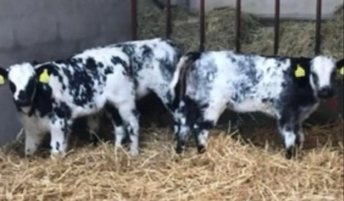 Calves For Sale - Image 1