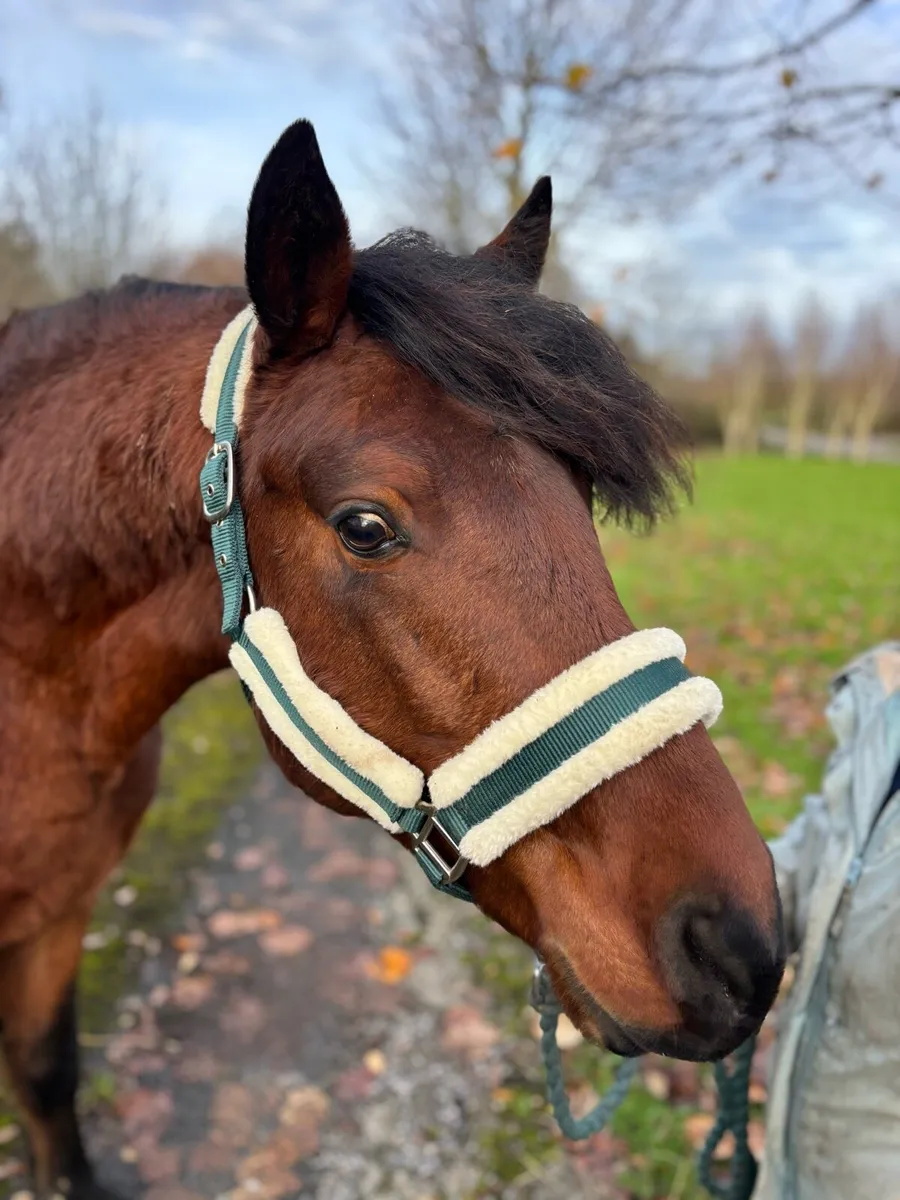 Beautiful 5yrs old 14.2hh Connemara stallion - Image 2