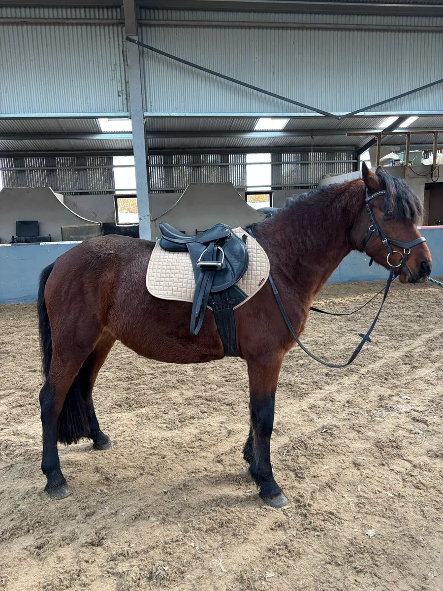 Beautiful 5yrs old 14.2hh Connemara stallion - Image 3