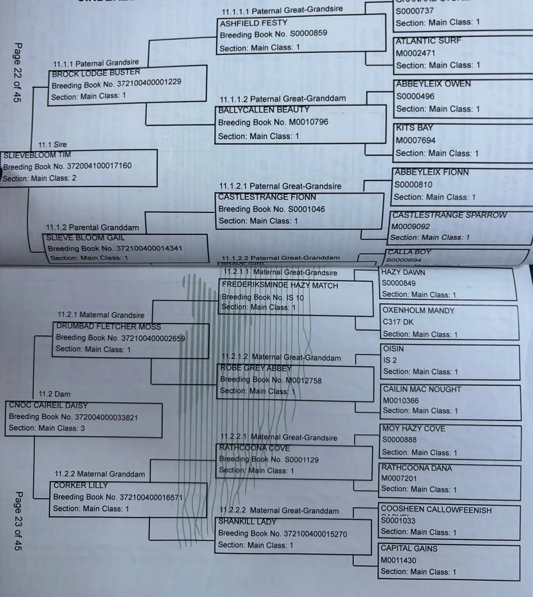 Beautiful 5yrs old 14.2hh Connemara stallion - Image 4