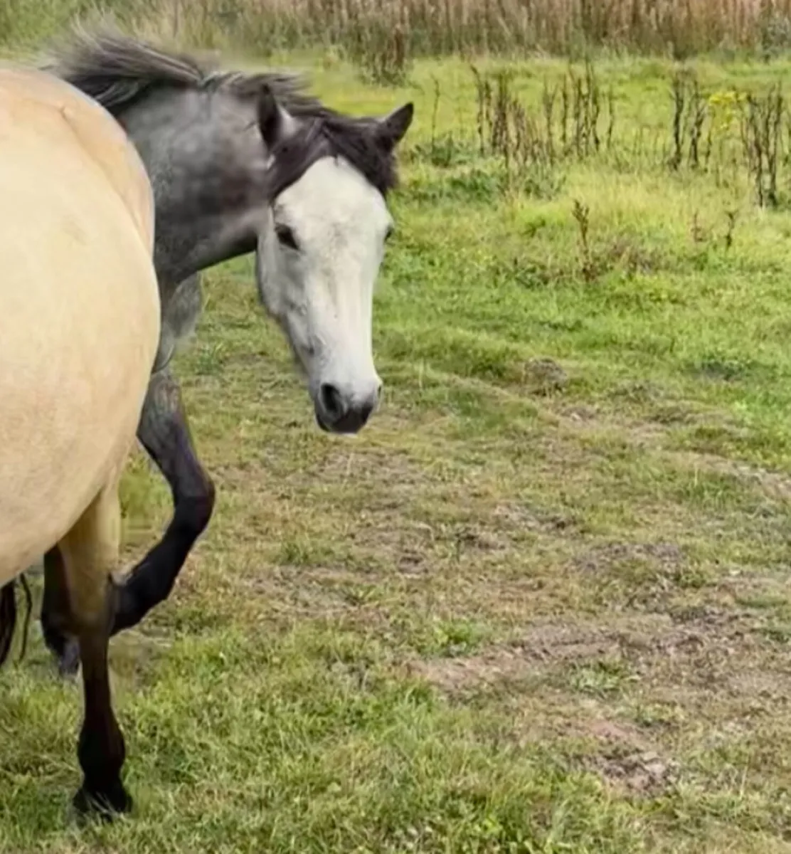 Beautiful Dun and Grey Dun Connemara Mares - Image 4