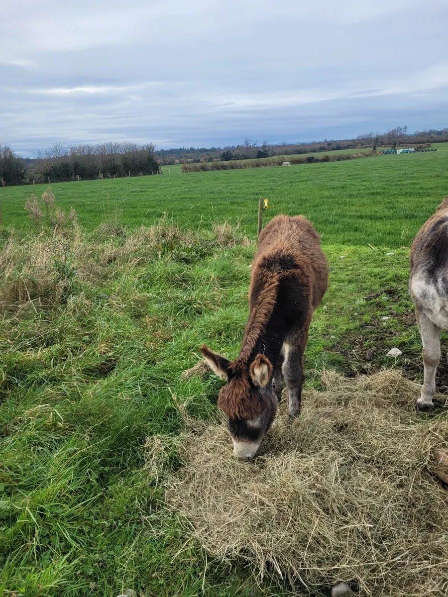 Donkey foal - Image 1