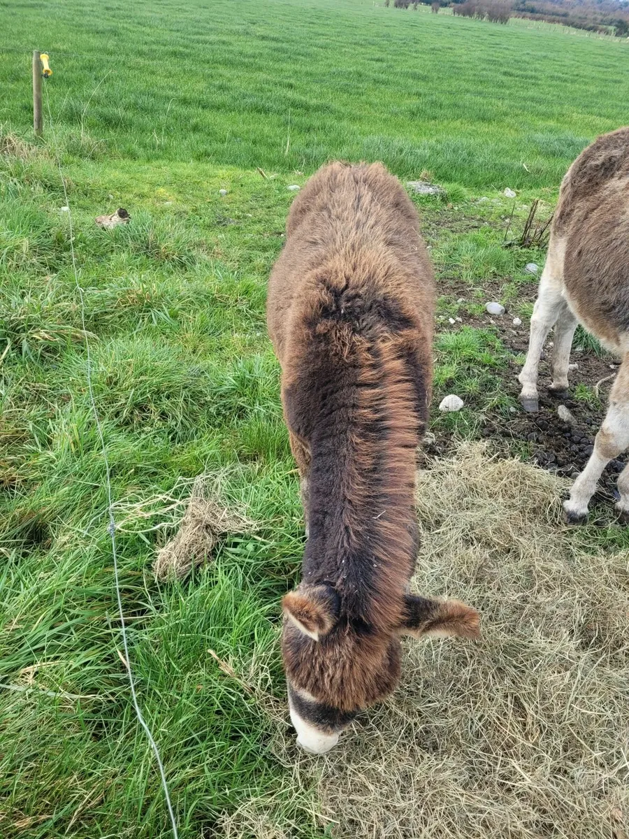 Donkey foal - Image 2