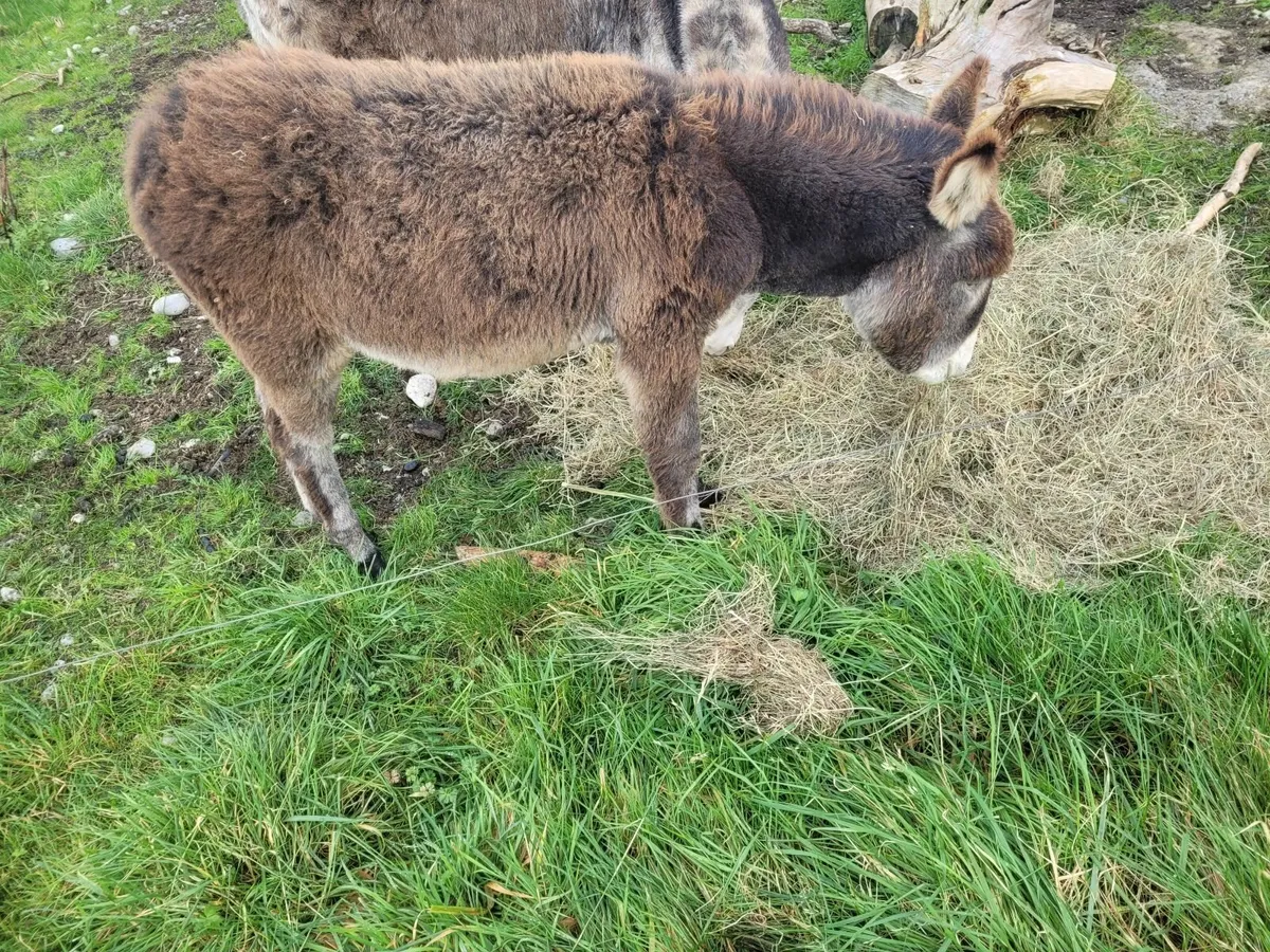 Donkey foal - Image 3