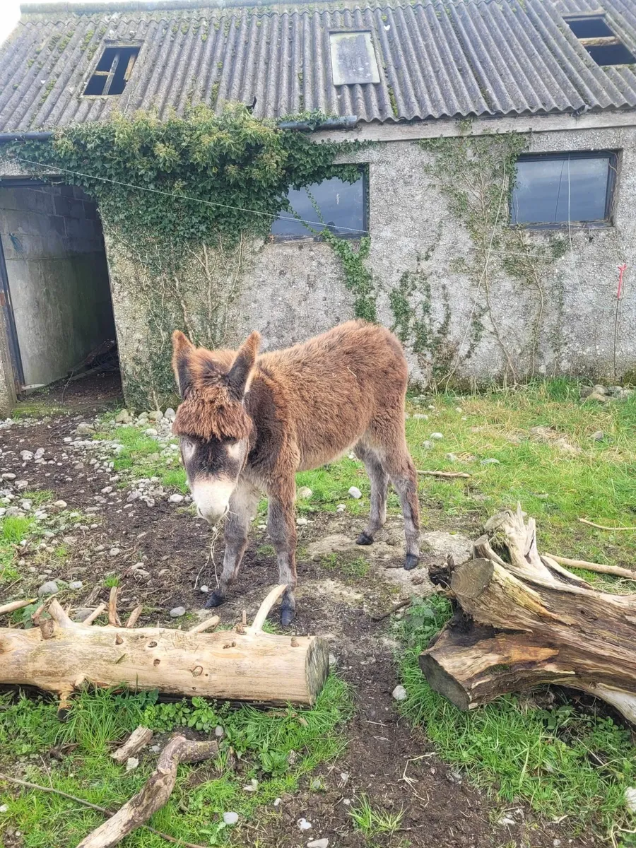 Donkey foal - Image 4