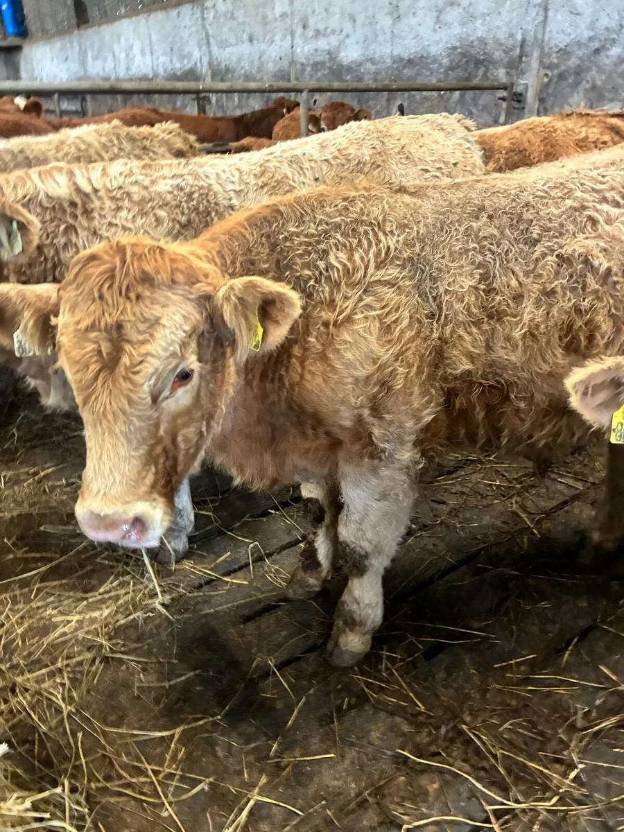 24 SUPER QUALITY CH BULL WEANLINGS 320-340KG - Image 1