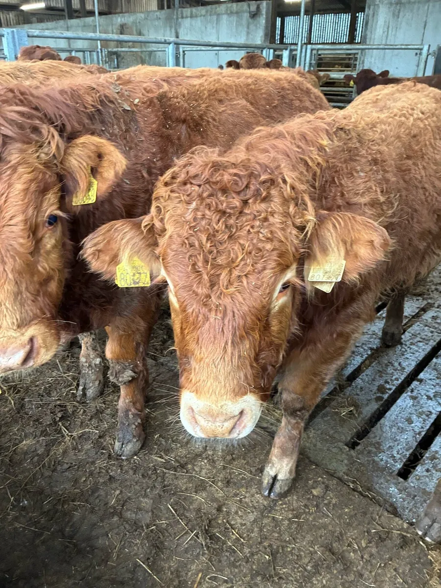 20 SUPER QUALITY LIM BULL WEANLINGS 320KG - Image 2