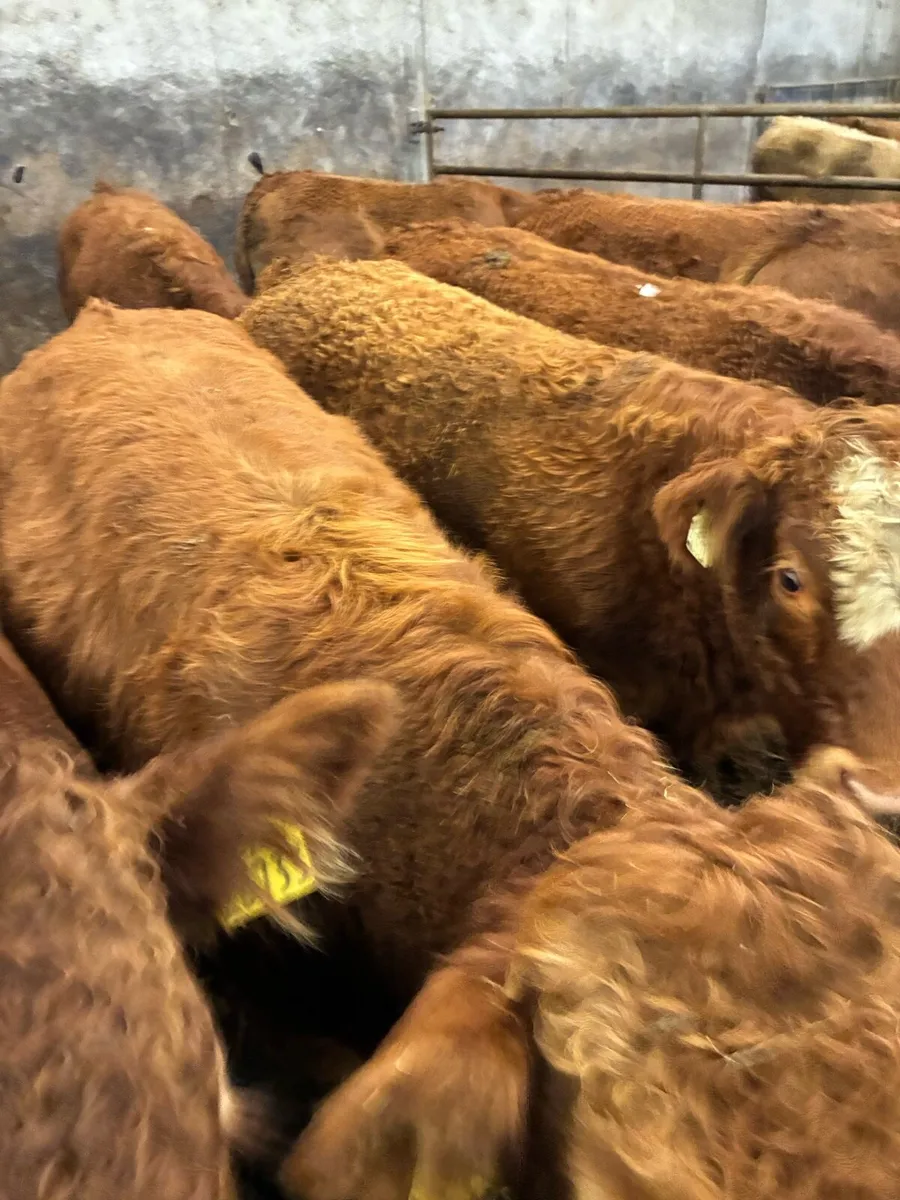 SUPER QUALITY LIM BULLOCKS WEANLINGS 300KG - Image 2