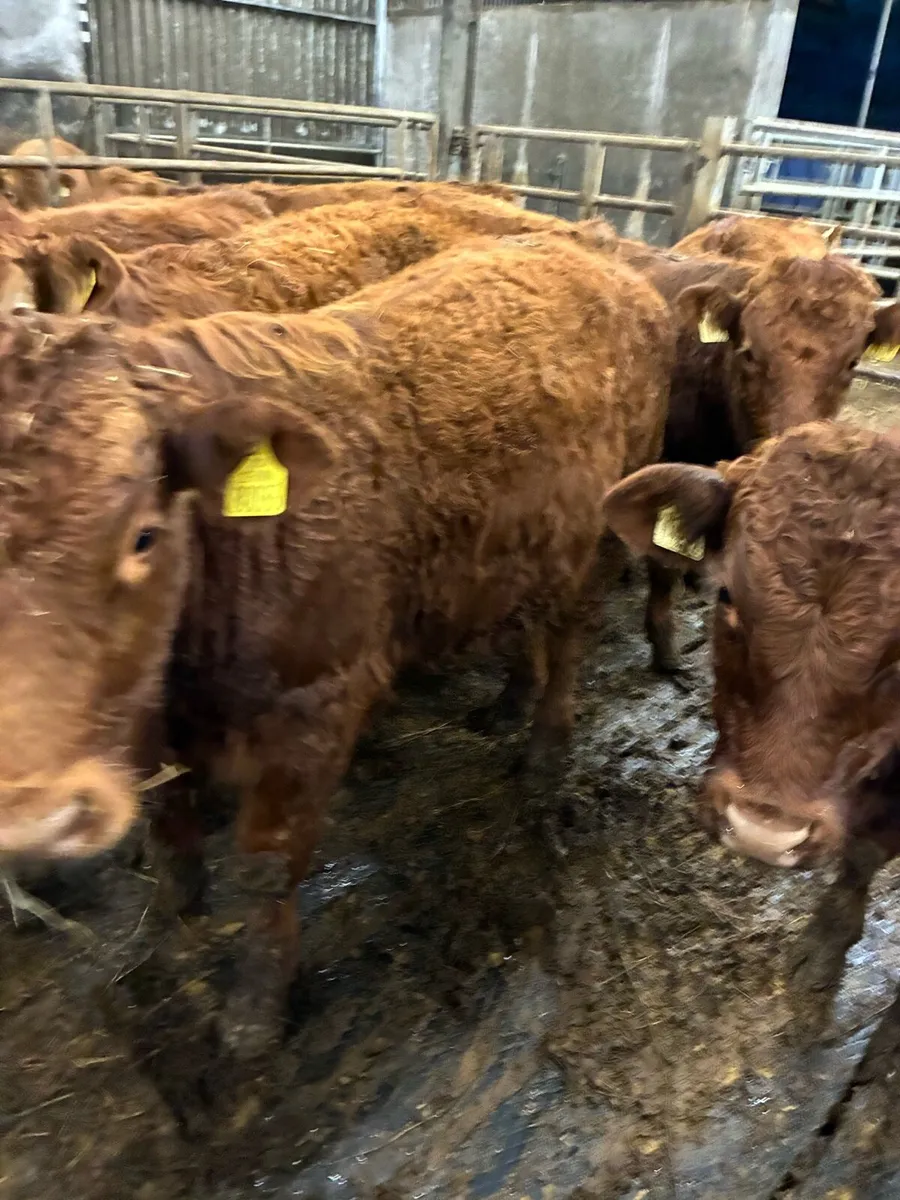 SUPER QUALITY LIM BULLOCKS WEANLINGS 300KG - Image 1